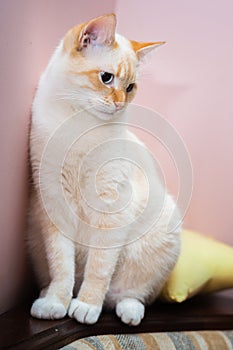 Red Point domestic cat Thai Siamese portrait