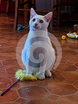 Red Point Siamese White Kitty Meow