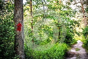 Red pointing arrow on a tree among the forest against the background of a path bathed in sunlight.