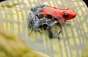 Red poison arrow frog