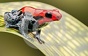 Red poison arrow frog