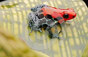 Red poison arrow frog photo