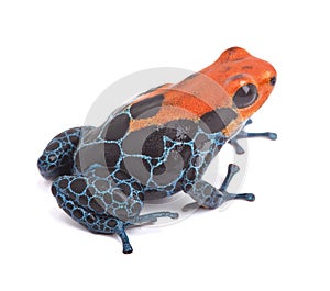 Red poison dart frog isolated