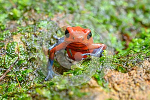 Red Poison Dart Frog - Oophaga pumilio,