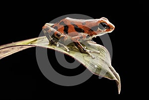 Red poison dart frog Oophaga pumilio photo