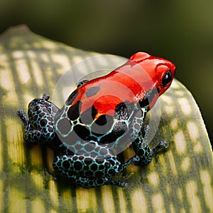 Red poison dart frog Peru rain forest