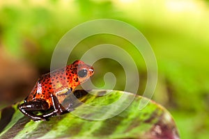 Red poison dart frog in tropical rain forest