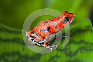 Red poison frog photo