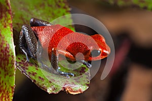 Red poison frog exotic poisonous animal photo