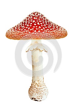 Red poison mushroom amanita