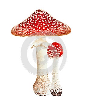 Red poison mushroom amanita photo