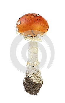 Red poison mushroom amanita muscaria isolated on white background. Fly agaric