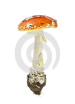 Red poison mushroom isolated on white background. Amanita muscaria, fly agaric