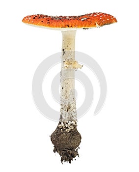 Red poison mushroom isolated on white background. Fly agaric. Amanita muscaria