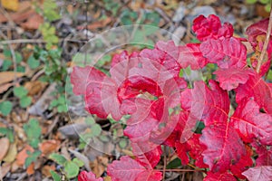 Red poison oak Toxicodendron diversilobum leaves photo