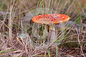 Red poisonous fly agaric `Amanita Muscaria` mushroom with flat cape growing between dry grass
