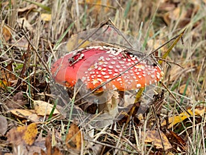 Red poisonous mushroom Fly Agaric Amanita Muscaria in dry grass and autumn leaves on autumn forest background covered with