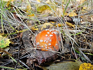 Red poisonous mushroom with white dots on wet grassy soil, with shallow dof. Amanita muscaria