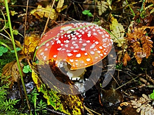 Red poisonous mushroom with white dots on wet grassy soil, with shallow dof. Amanita muscaria