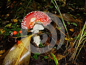 Red poisonous mushroom with white dots on wet grassy soil, with shallow dof. Amanita muscaria