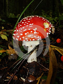 Red poisonous mushroom with white dots on wet grassy soil, with shallow dof. Amanita muscaria