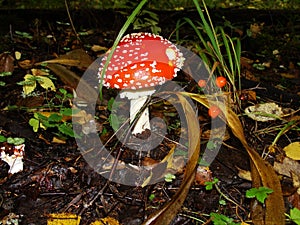 Red poisonous mushroom with white dots on wet grassy soil, with shallow dof. Amanita muscaria