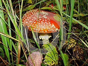 Red poisonous mushroom with white dots on wet grassy soil, with shallow dof. Amanita muscaria