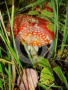 Red poisonous mushroom with white dots on wet grassy soil, with shallow dof. Amanita muscaria