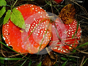 Red poisonous mushroom with white dots on wet grassy soil, with shallow dof. Amanita muscaria