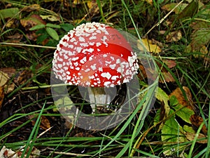 Red poisonous mushroom with white dots on wet grassy soil, with shallow dof. Amanita muscaria