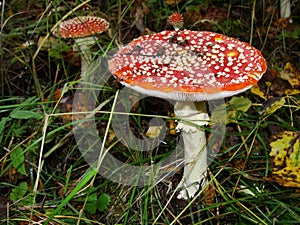 Red poisonous mushroom with white dots on wet grassy soil, with shallow dof. Amanita muscaria