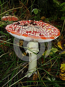 Red poisonous mushroom with white dots on wet grassy soil, with shallow dof. Amanita muscaria