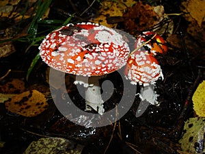 Red poisonous mushroom with white dots on wet grassy soil, with shallow dof. Amanita muscaria