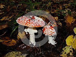 Red poisonous mushroom with white dots on wet grassy soil, with shallow dof. Amanita muscaria