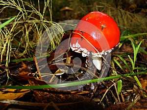 Red poisonous mushroom with white dots on wet grassy soil, with shallow dof. Amanita muscaria