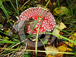 Red poisonous mushroom with white dots on wet grassy soil, with shallow dof. Amanita muscaria