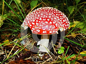 Red poisonous mushroom with white dots on wet grassy soil, with shallow dof. Amanita muscaria