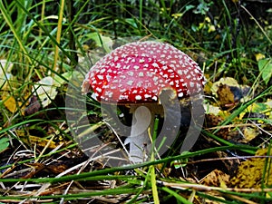 Red poisonous mushroom with white dots on wet grassy soil, with shallow dof. Amanita muscaria