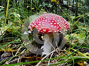 Red poisonous mushroom with white dots on wet grassy soil, with shallow dof. Amanita muscaria