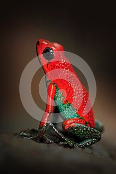 Red Poisson frog Granular poison arrow frog, Dendrobates granuliferus, in the nature habitat, Costa Rica. Beautiful exotic animal photo