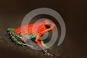 Red poisson frog Granular poison arrow frog, Dendrobates granuliferus, in the nature habitat, Costa Rica. Rare Amphibien in the tr photo
