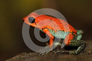 Red Poisson frog Granular poison arrow frog, Dendrobates granuliferus, in the nature habitat, Costa Rica. Rare Amphibien in the tr photo