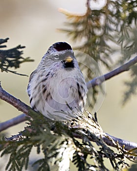 Red poll Stock Photo. Red poll close-up profile view, perched on a cedar branch with a blur background in its environment and