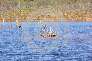 red polluted lake