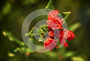 Red Pomegranate flower blooming on the tree branch