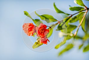 Red Pomegranate flower blooming on the tree branch