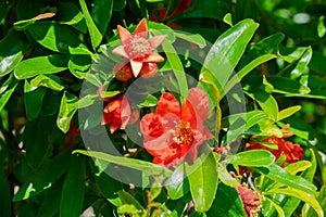 Red pomegranate flower and green leaves on summer sunbeams.