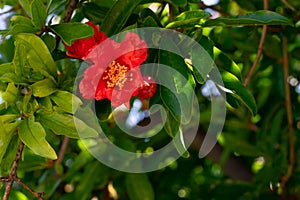 Red pomegranate flower and green leaves on summer sunbeams