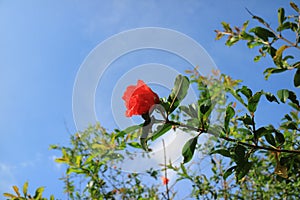 Red pomegranate flowers in bloom in the blue sky with white cloud in the summer 1
