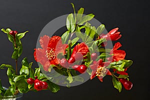 Red Pomegranate flowers Punica granatum branch isolated on dark background